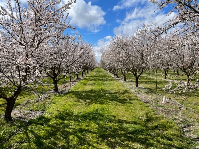 Almond Trees in bloom